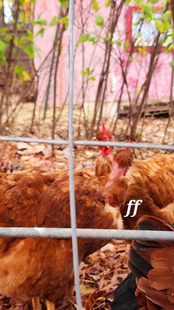 18 Nacked Neck Chicken Hatching Eggs
