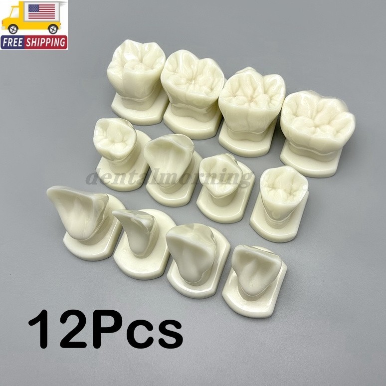 Comparison Carving Permanent Tooth Model Student Practice Study Tools