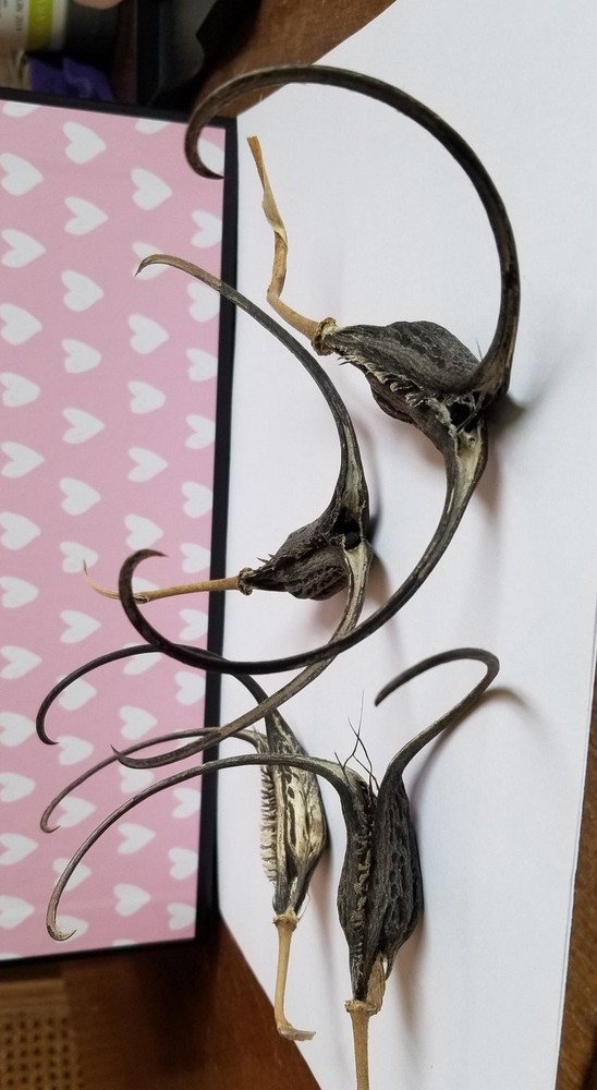 DEVIL CLAW DEVILS CLAW DEVIL'S CLAW DEVIL TALON SATANS CLAW SATANS TALON