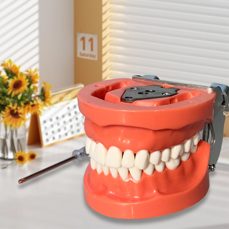 Dental 32PCS Teeth Model With Removable Teeth Training With a screwdriver