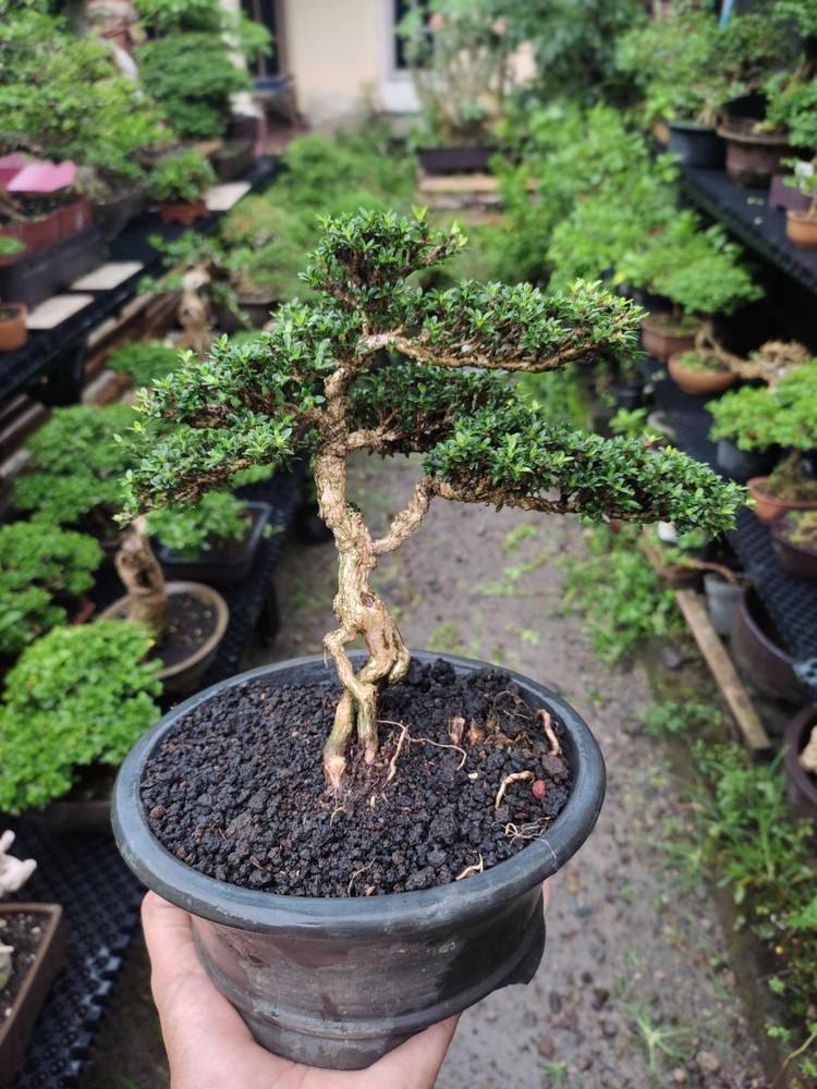 Serissa Foetida Micro Bonsai Tree