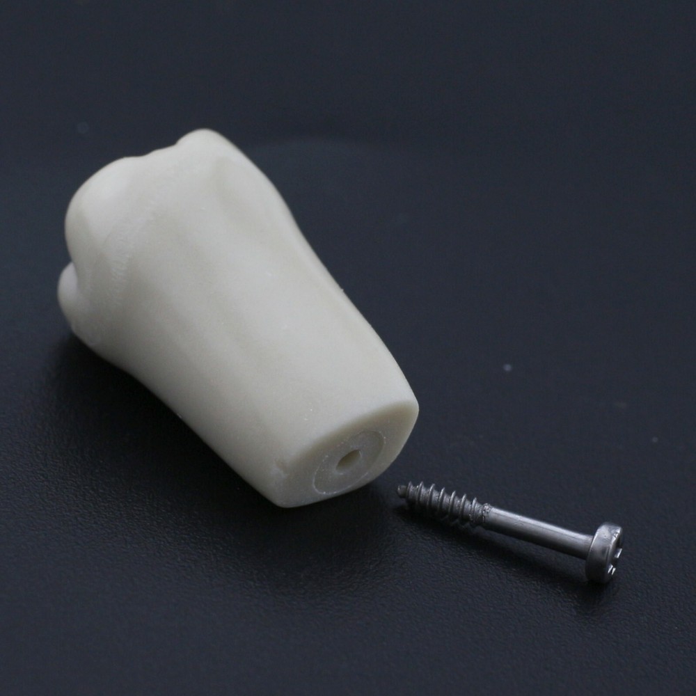 Columbia 860 Type Dental Typodont Teeth Model Soft Gingiva 32pcs Removable Teeth