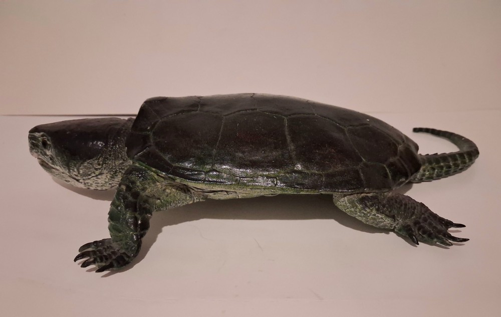 AAA Realistic PVC Big Headed/Snapping Turtle
