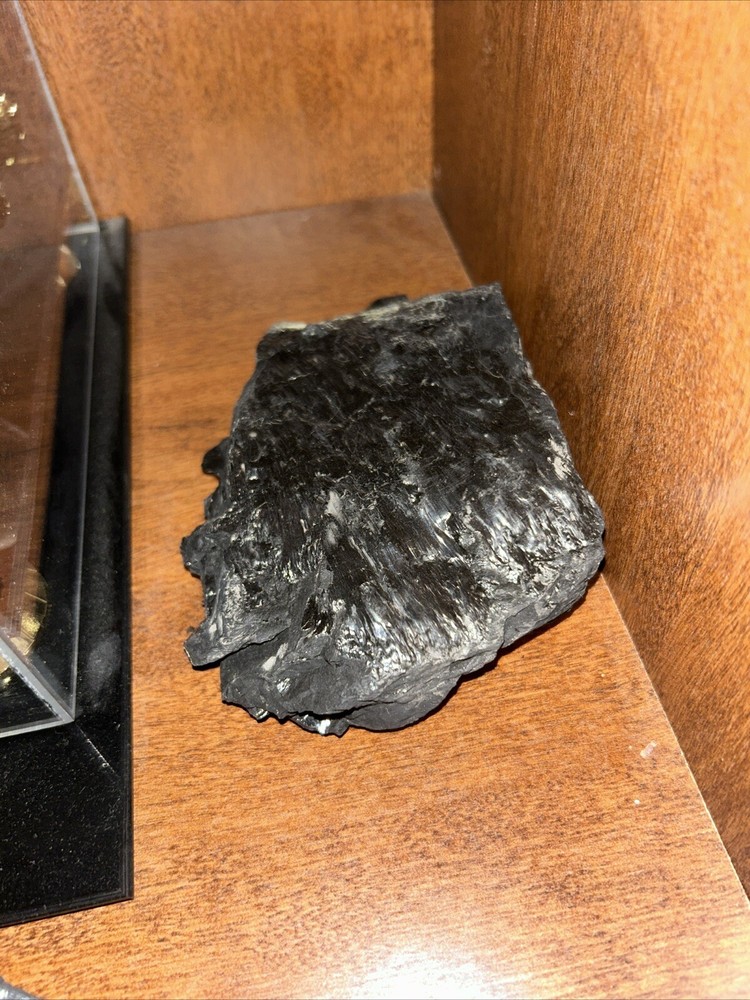 Fossils from coal mine 1200 feet deep