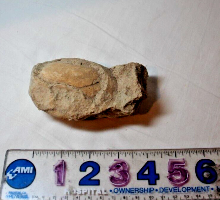 rock fossil from Utah