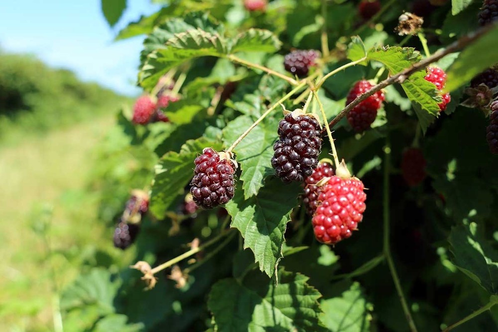 3 Boysenberry Thornless Starter Plug Fruit Plant