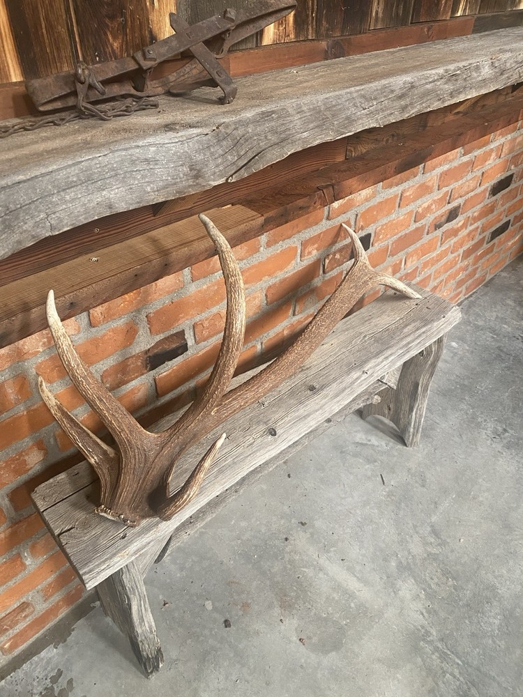 Unique “freak” Elk Antler ~ Shed
