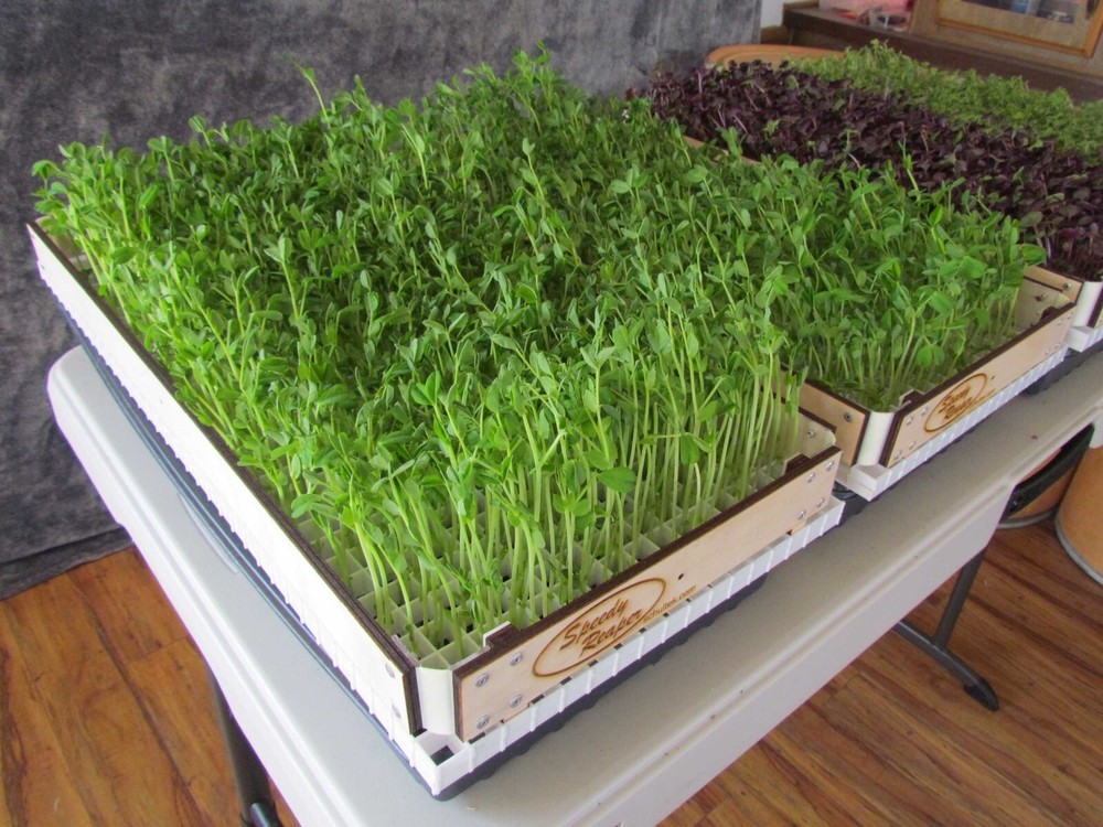 SPEEDY REAPER - 4-Pack - Microgreens Harvest System - Simple, quick & efficient