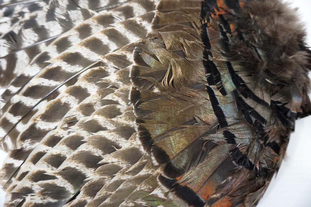 1 juvenile wild turkey #1 whole wing, left