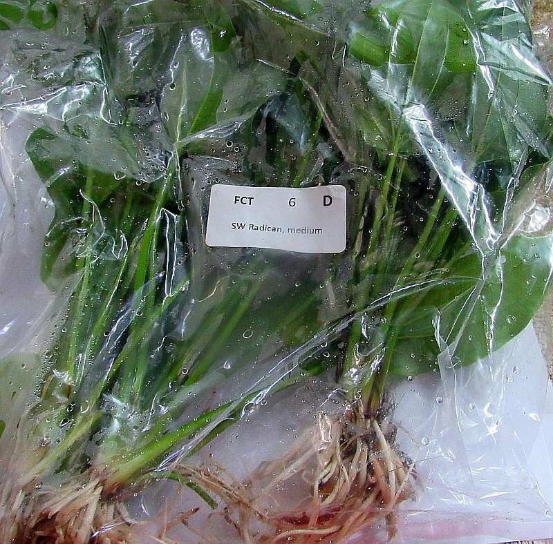 6 medium radican sword plants