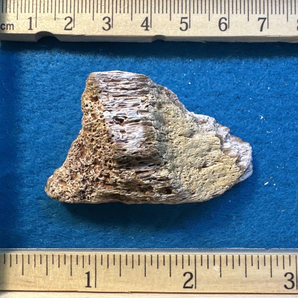 Spinosaurus Extinct Dinosaur Bone Fossil in Display Case