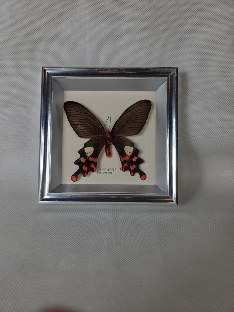 Real mounted Common Windmill butterfly - Byasa polyeuctes In Glass Case