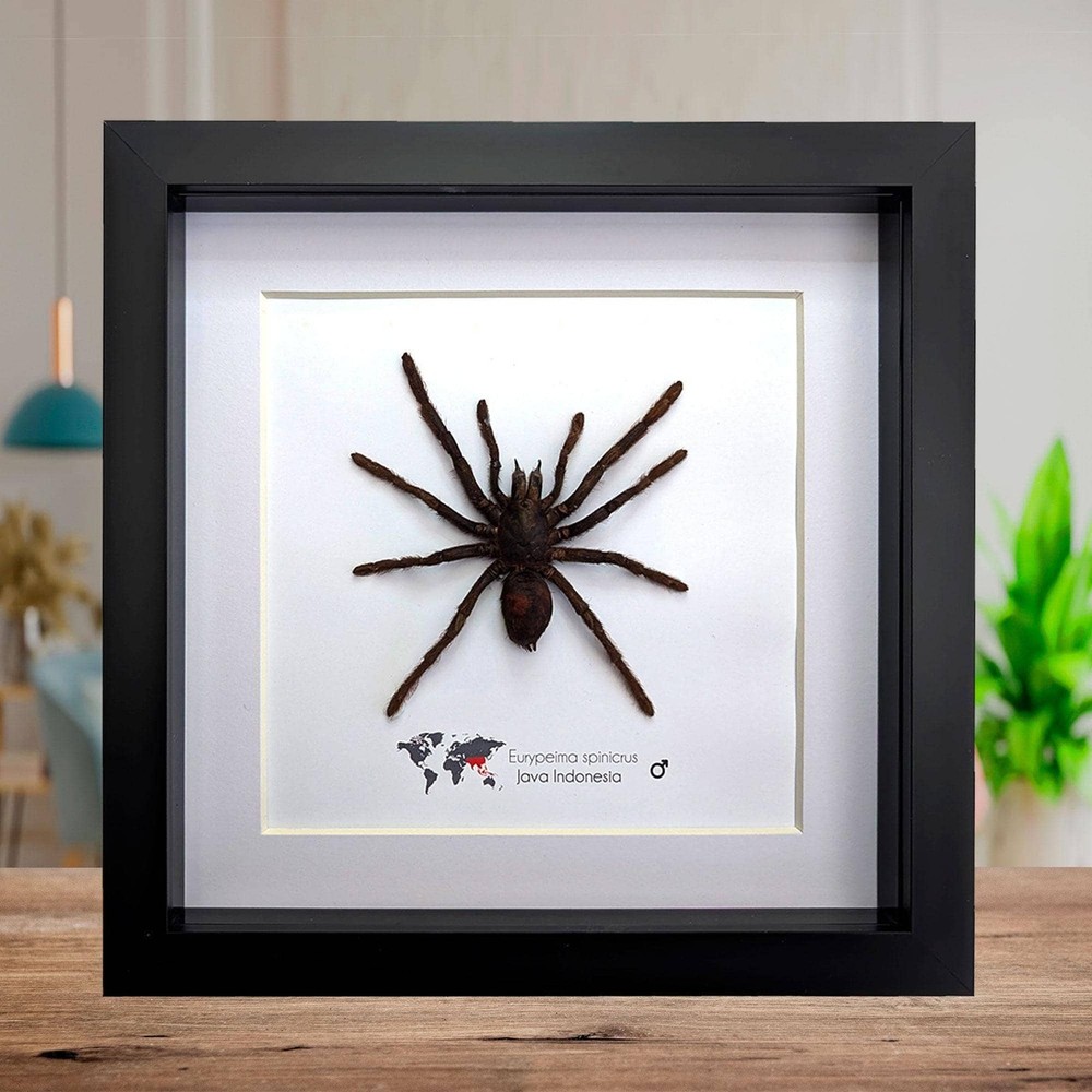 Tarantula eurypeima spinicrus from indonesia big size, frame 8" x 8"