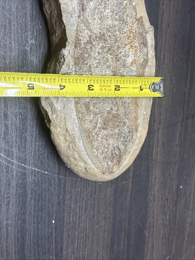 Unique Flounder Type Flat Fish Fossil Specimen