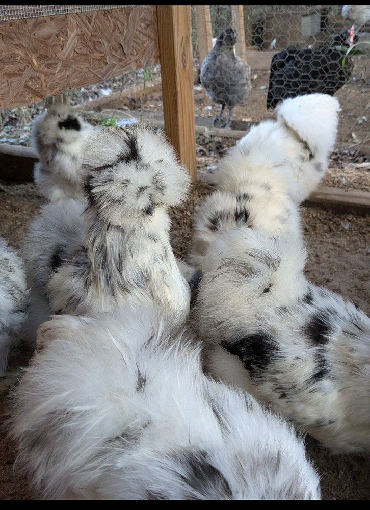 12 Quality Buff & Paint Eggs NPIP