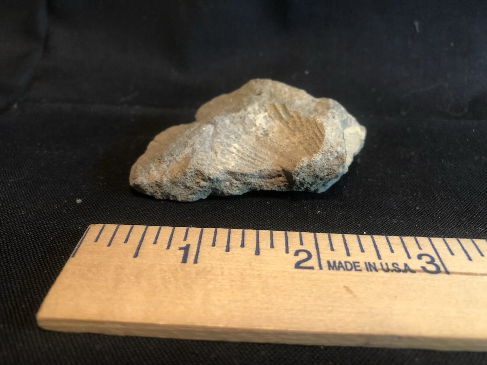 Fossils From West Virginia Mountain