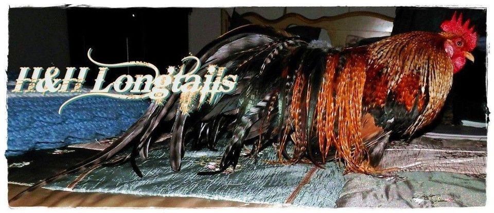 6+ Crele Phoenix  Project longtail Chicken hatching eggs