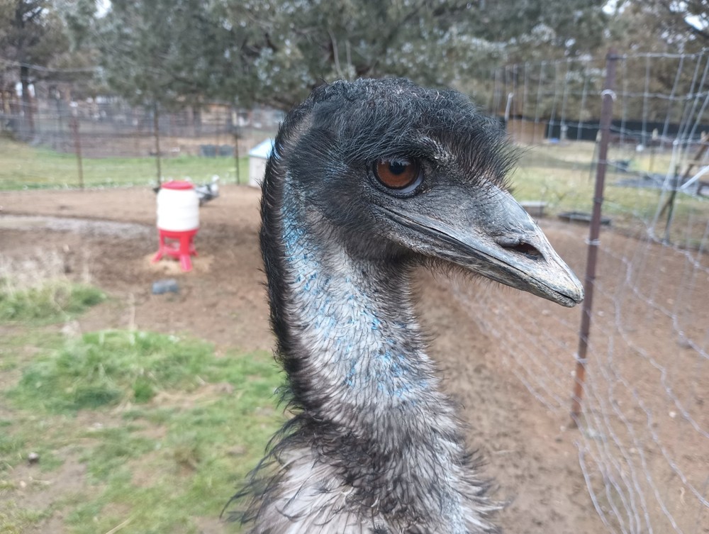 Emu Egg for Hatching, Eating, or Crafting