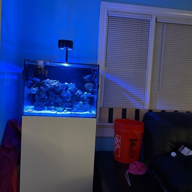 Ai Prime Light shade