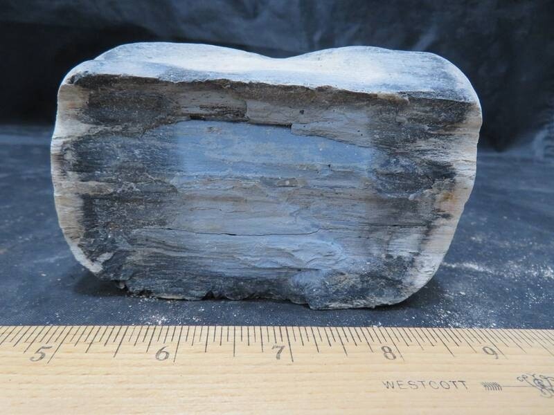 Petrified Wood 2 lbs & 1 ozs