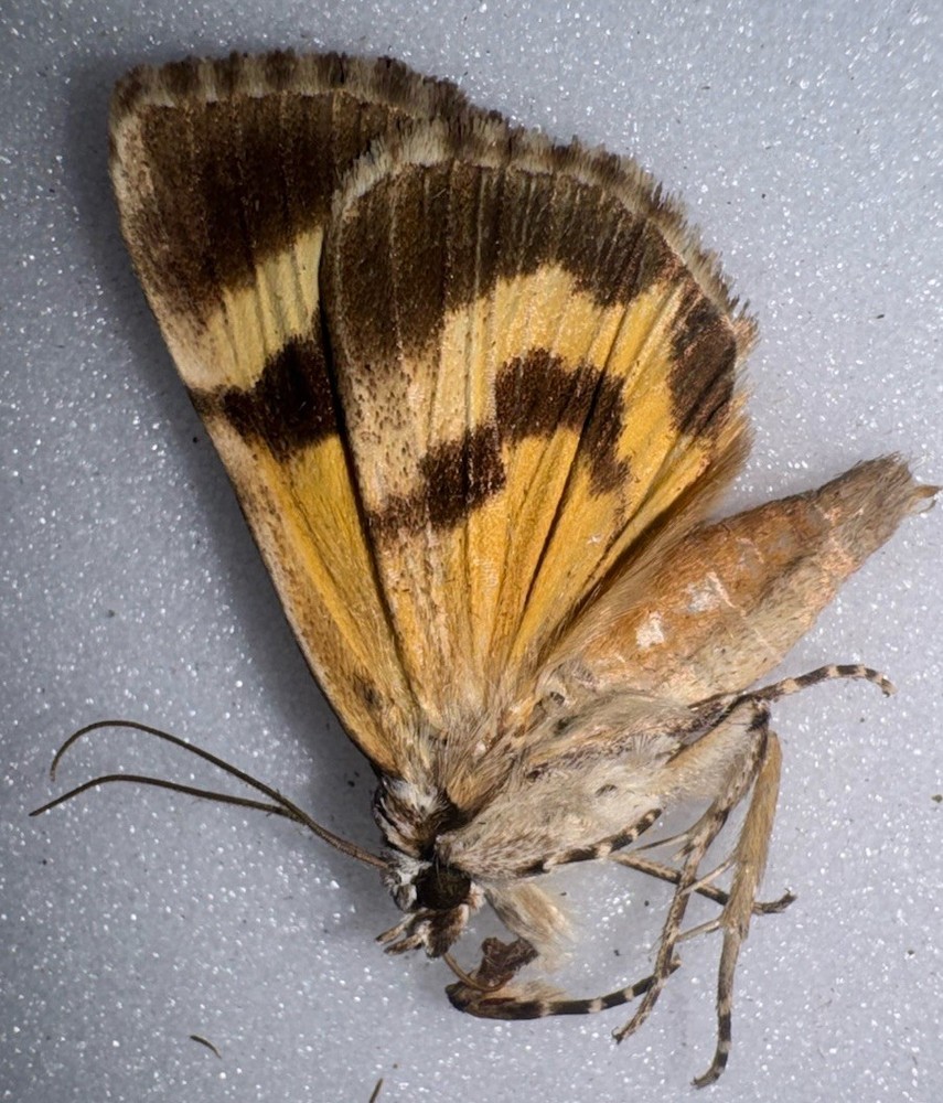 JS6 - YELLOW CATACOLA UNDERWING MOTH - 12