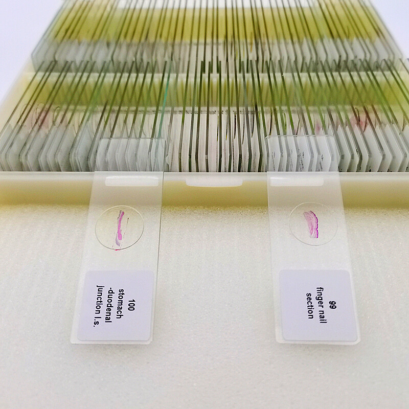 100PCS Mammal Tissue Sections Histology Prepared Specimen Microscope Slides