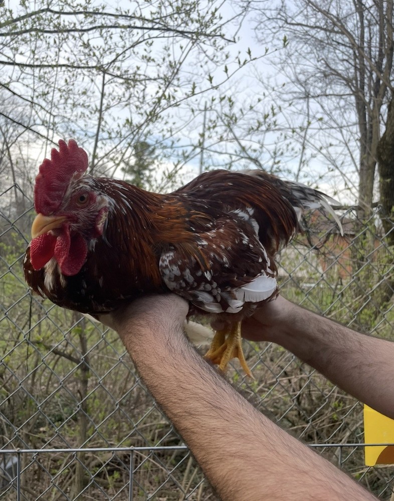 12 Swedish Flower Hen Hatching Eggs!!