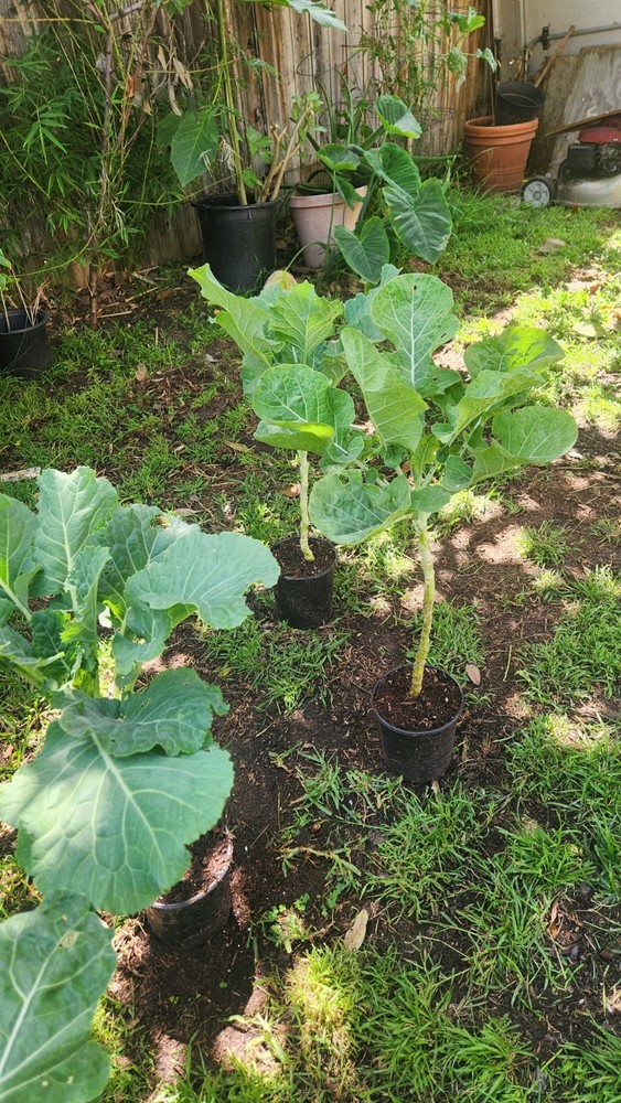 Collard Green Tree 2ea.