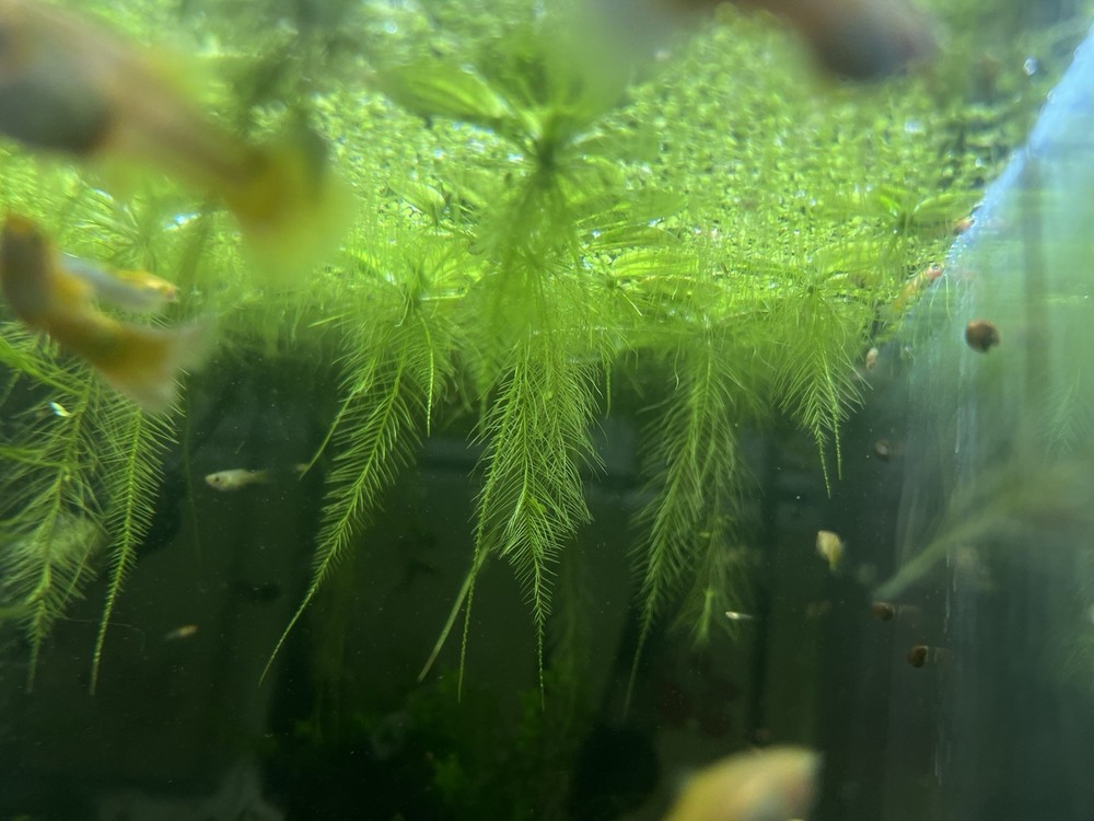 Water Lettuce (May Include RamsHorn Snails)