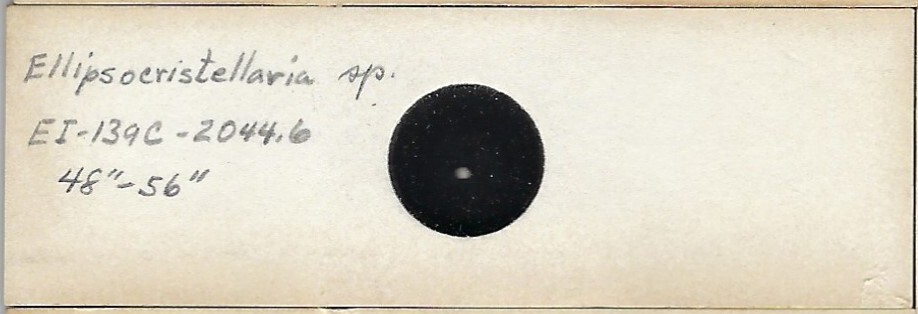 Foraminifera Ellipsocristellaria sp. Microfossil Microscope Slide