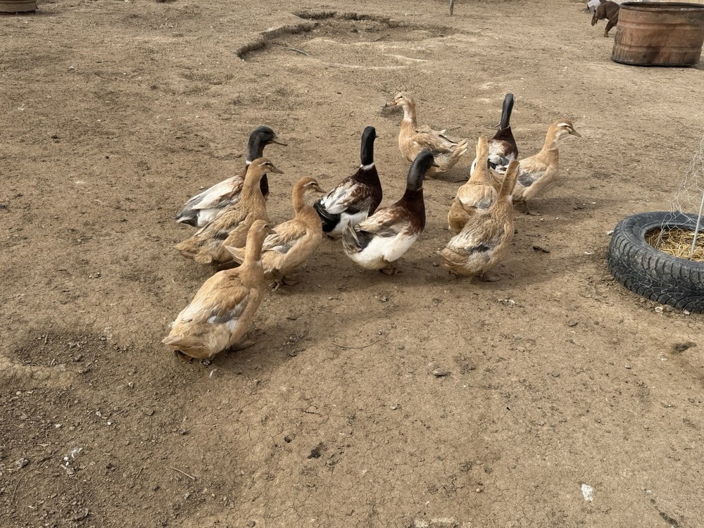 Saxony Duck Hatching Eggs