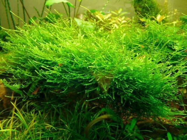 Java Moss / Christmas Moss (20 grams or .70 oz)