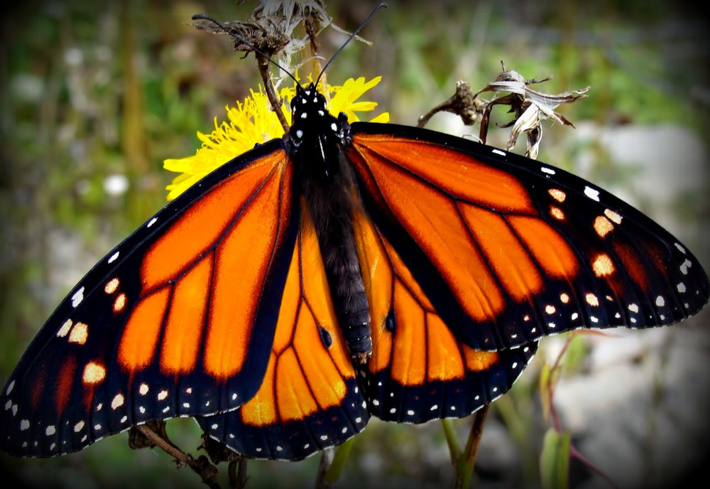 1 DANAUS PLEXIPPUS(MONARCH BUTTERFLY) UNMOUNTED