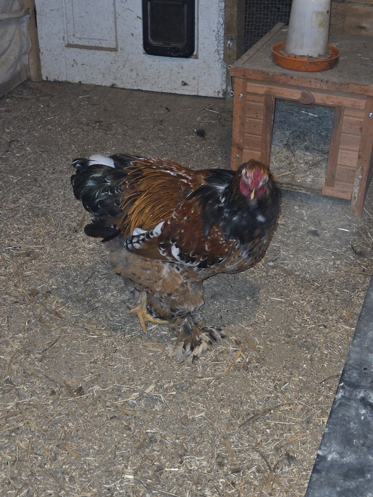 Brahma chicken hatching eggs (10 +2)