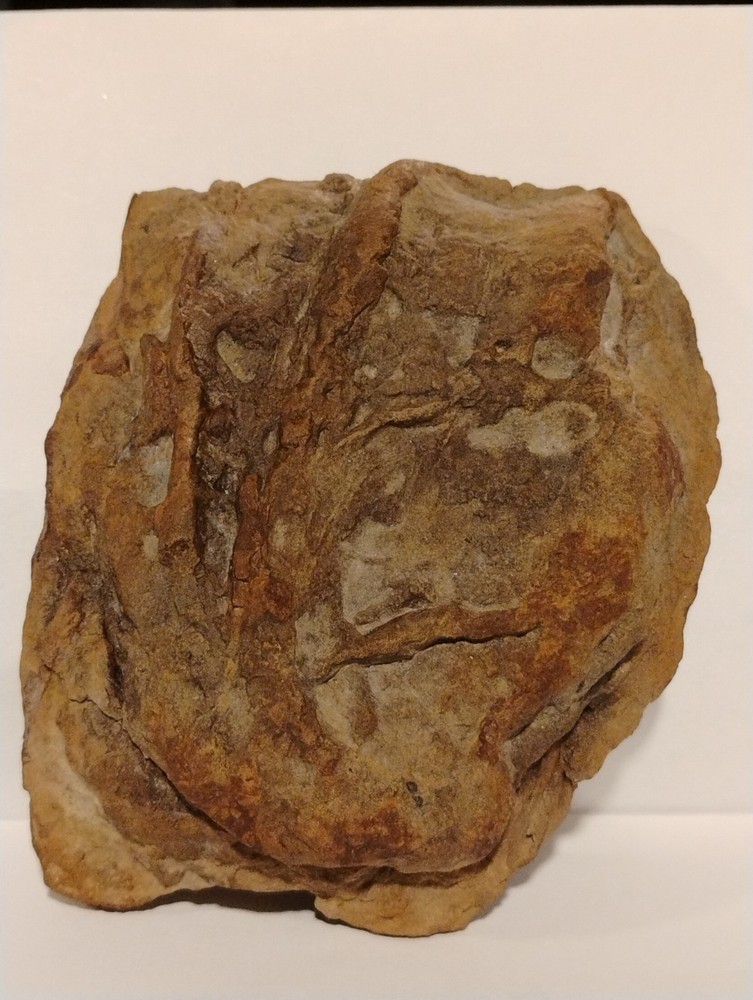 Prehistoric Fossil Specimen 100% Authentic
