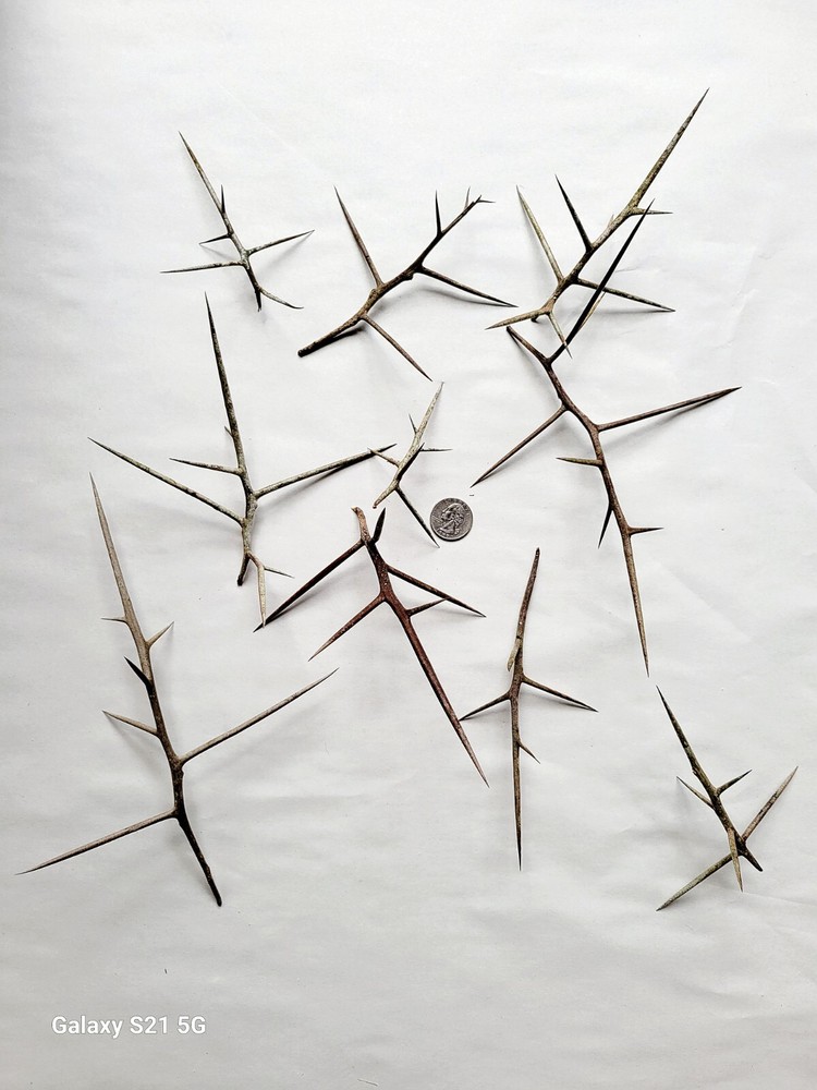 Honey Locust Thorns/XL Premium