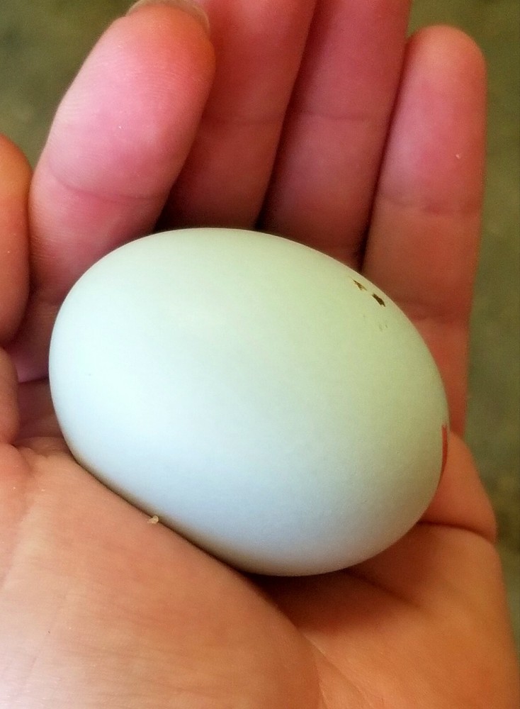 *EXTREMELY RARE* White Legbar Chicken Fertile Hatching Eggs -BLUE EGGS