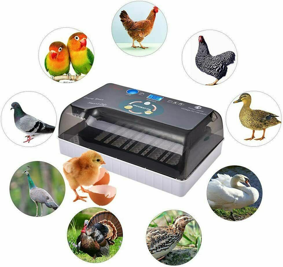 12 Egg Incubator for Hatching Eggs w/Automatic Egg Turning Temperature Control