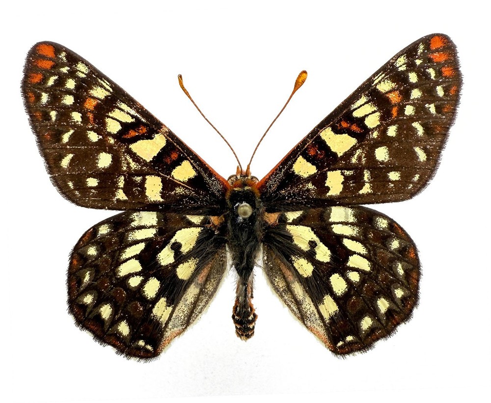 EUPHYDRYAS CHALCEDONA DWINNELEI 1M