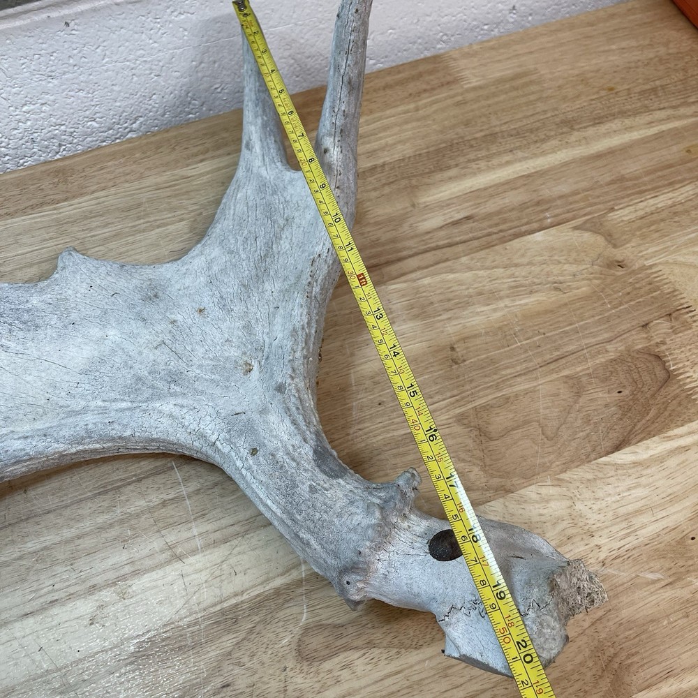 Genuine Moose Antler 30” & 6.95lbs