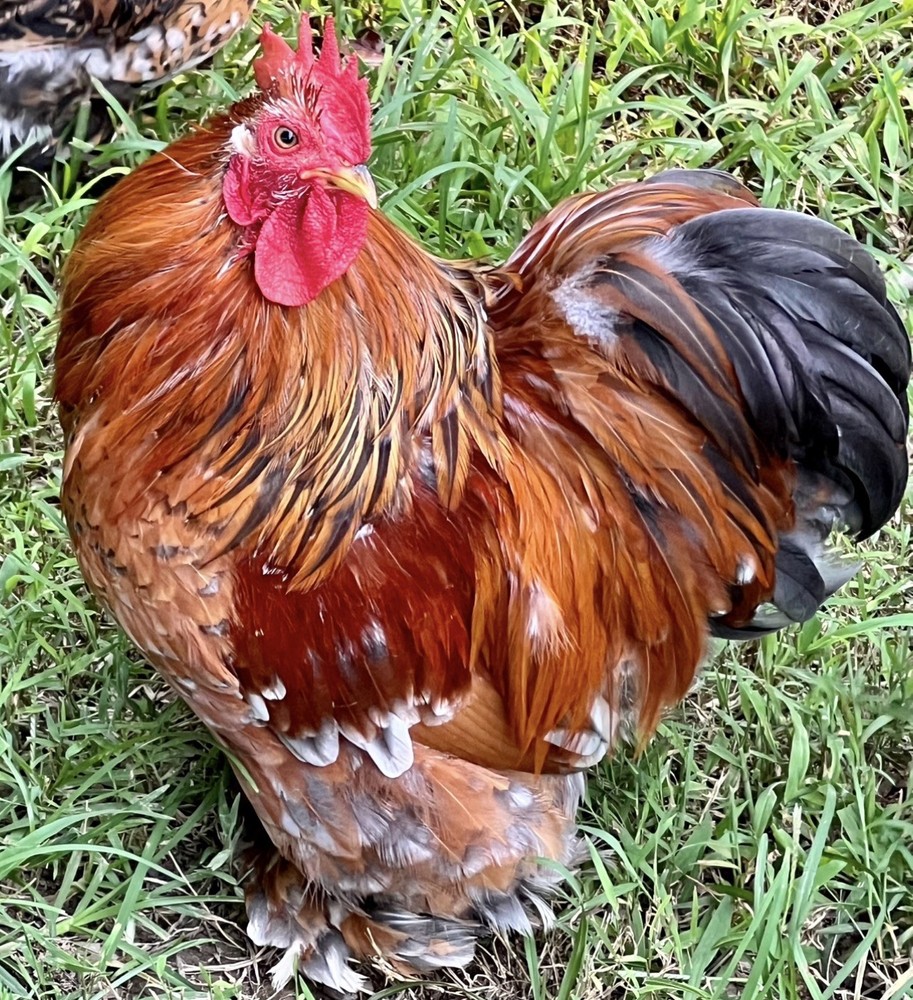 Cochin Bantam Mille Fleur Hatching Eggs One dozen