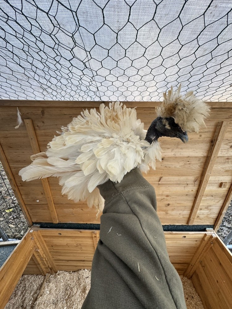 10 “Who’s Your Daddy?” Hatching Chicken Eggs 🤍