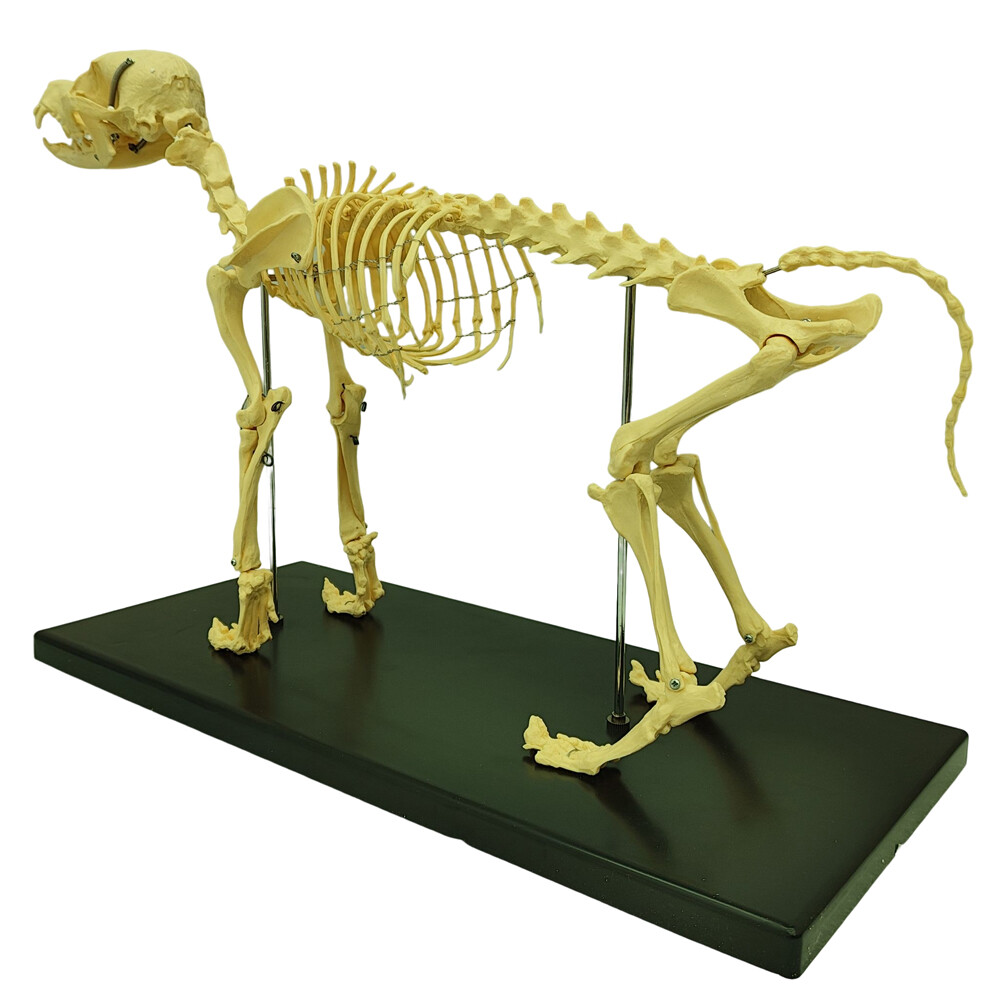 Model Canine Skeleton Standard Size Dog Display Lab Study Veterinary Animal