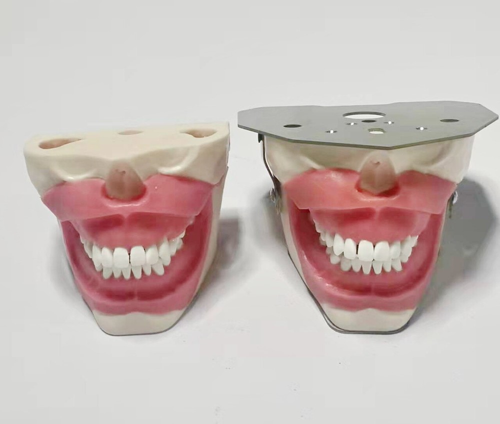 Dental Anesthesia Tooth Extraction/Removal Practice Model Dentist Training New