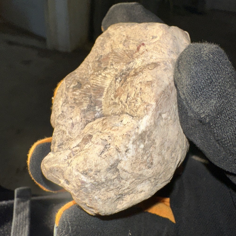Fossil From Minnesota Emblem Rock Natural Stone