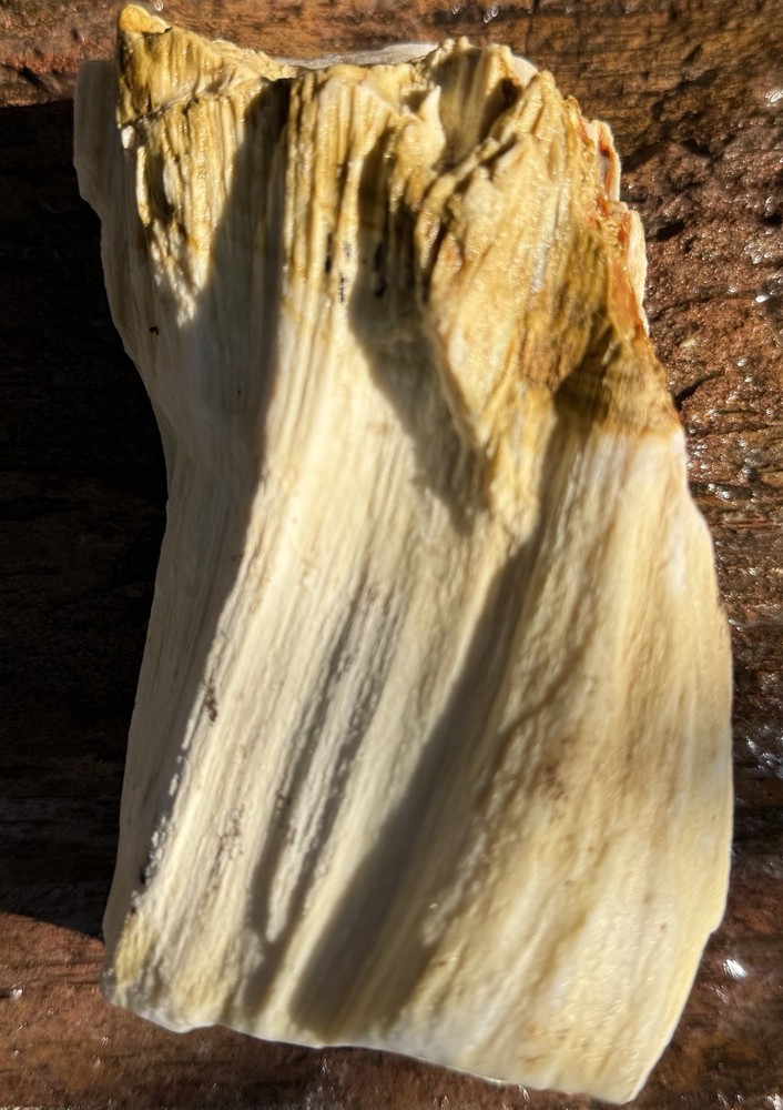 Washington Opalized Petrified Wood Limb Section