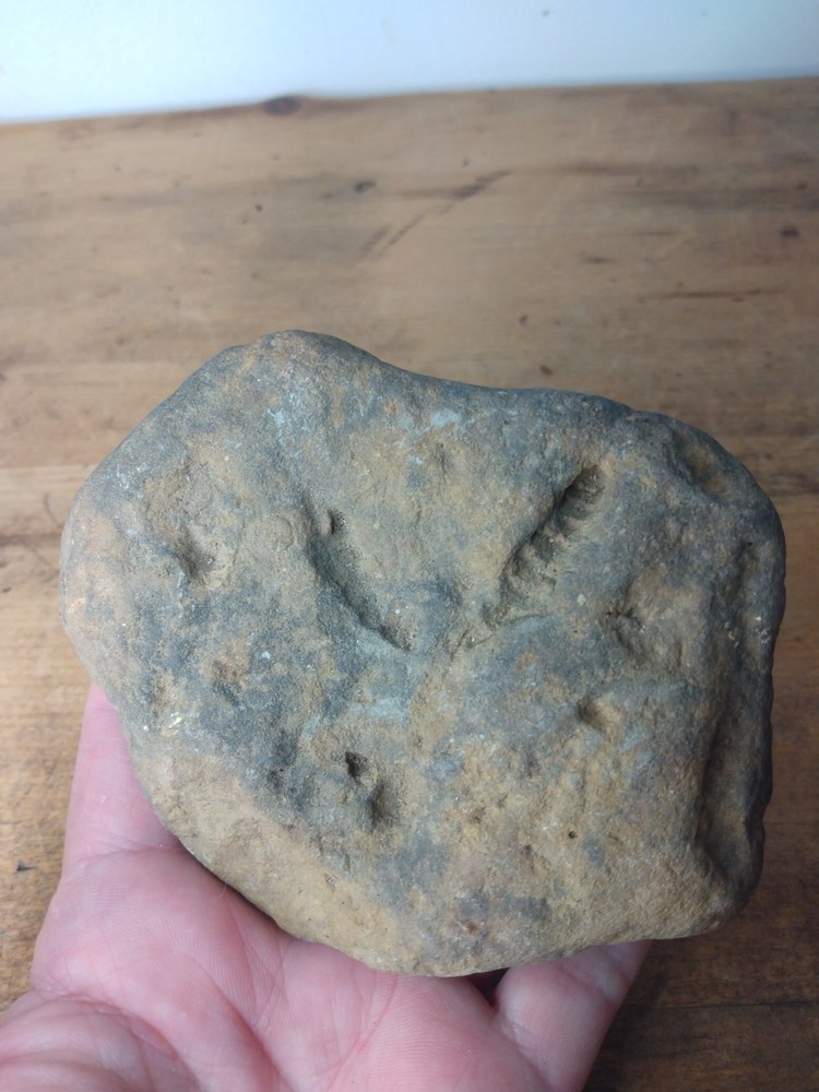 Fossil Worm Trail Segmented Segments Found Ozarks Arkansas Unusual