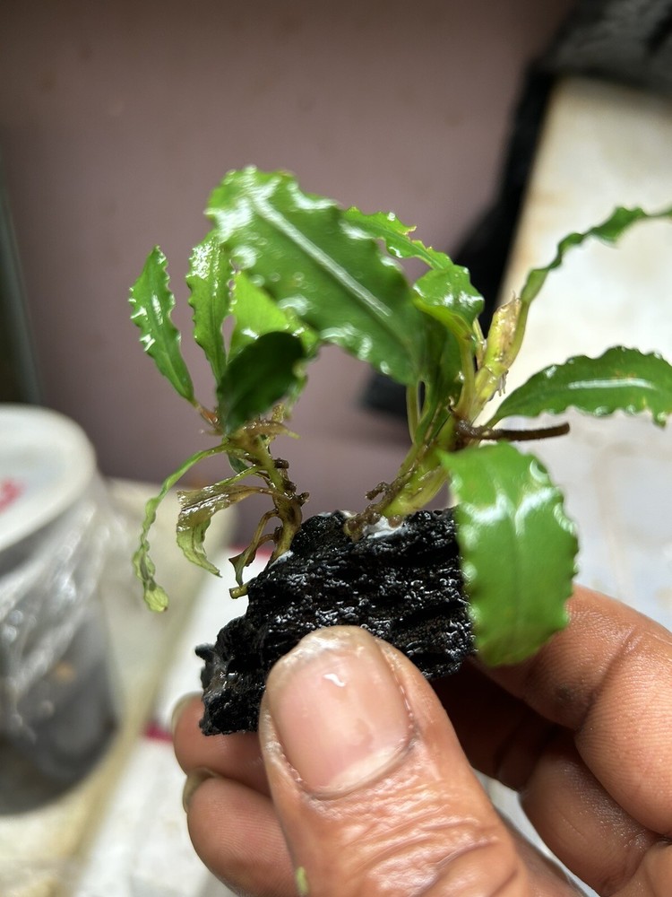 Assorted Bucephalandra Rhizomes