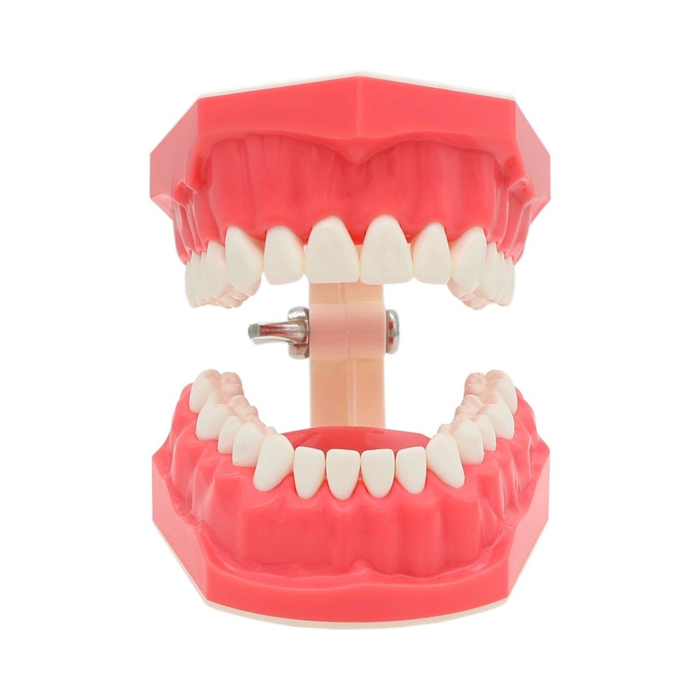 US Dental Typodont Standard 1:1 Brushing Flossing Practice Teeth Model M7010-1