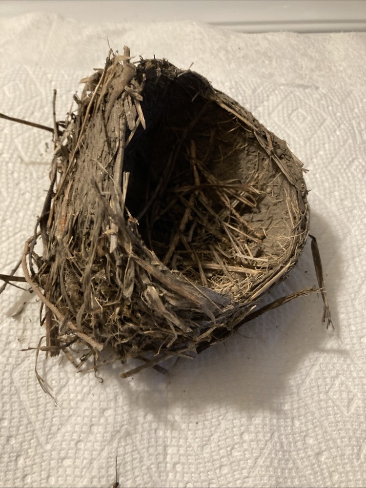 Bird nest